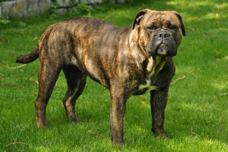 Seeblickbulls Agneta