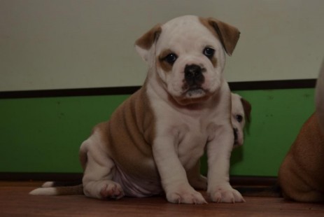 Seeblickbulls Isalotta
