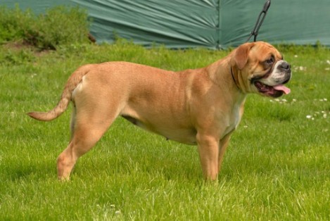 Seeblickbulls Daphne