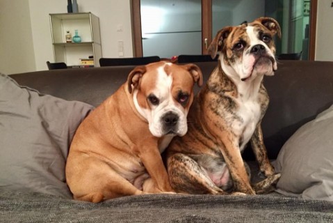 Continental Bulldog Seeblickbulls 18030