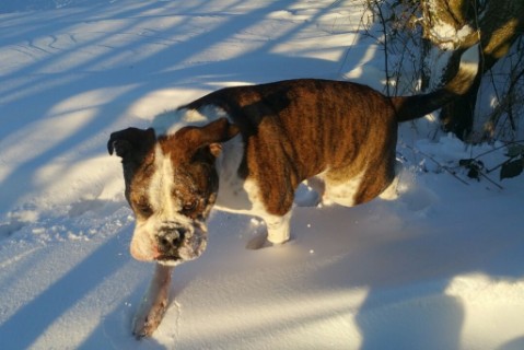 Continental Bulldog Seeblickbulls 180302
