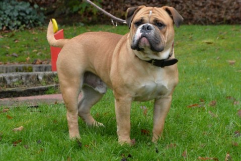 Continental Bulldog Seeblickbulls 180303