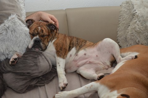 Continental Bulldog Seeblickbulls 180304