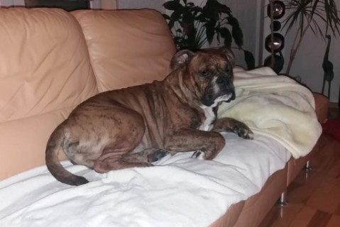 Continental Bulldog Seeblickbulls 180305