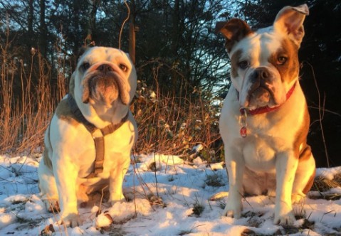 Continental Bulldog Seeblickbulls 180307