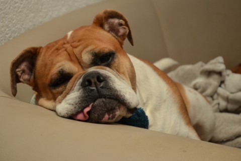 Continental Bulldog Seeblickbulls 180308