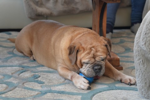Continental Bulldog Seeblickbulls 180309