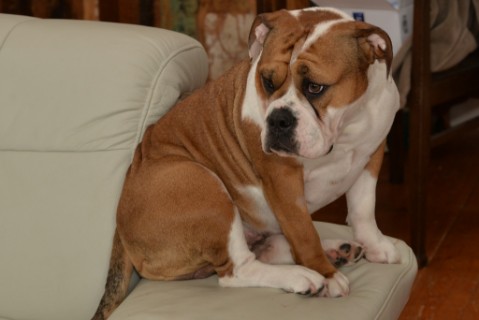 Continental Bulldog Seeblickbulls 180310