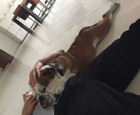 Continental Bulldog Seeblickbulls 180311