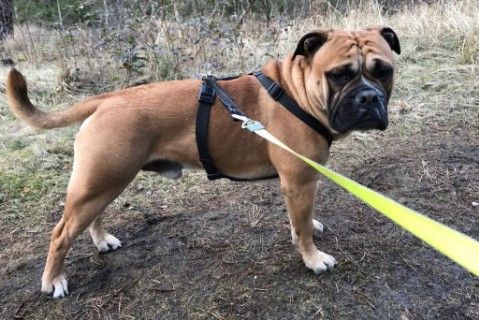 Continental Bulldog Seeblickbulls 180312