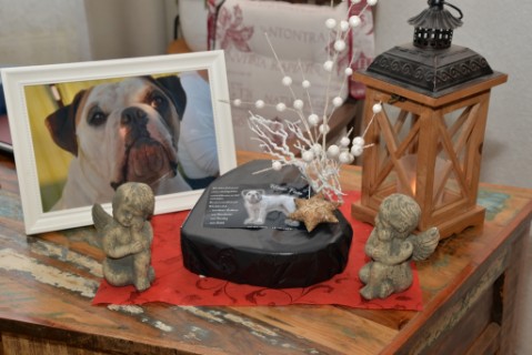Continental Bulldog Seeblickbulls 180313