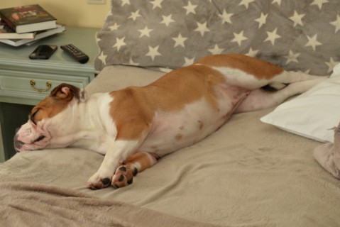 Continental Bulldog Seeblickbulls 180314