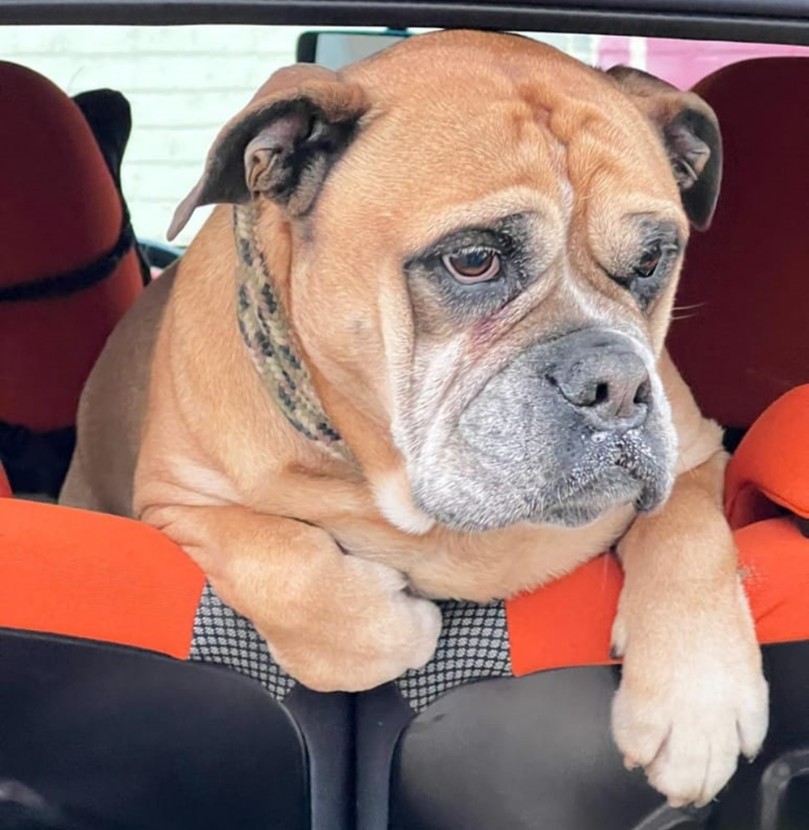 Continental Bulldogs Seeblickbulls Bild des Tages 250119